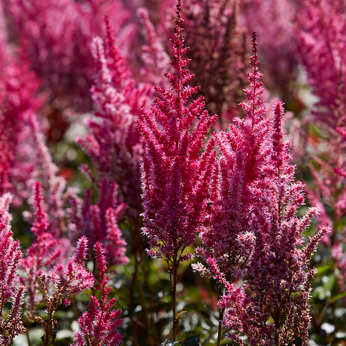 Astilbe - Mighty Chocolate Cherry – Plantcetera