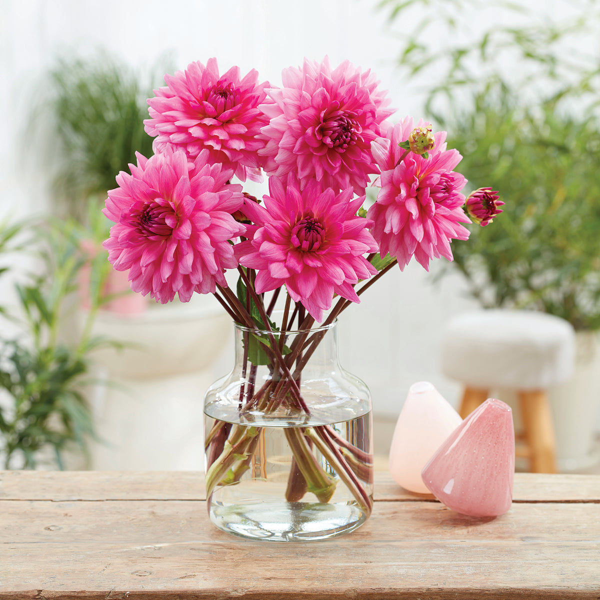 Dahlia - Rosella – Plantcetera