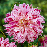 Dahlia - Bristol Stripe