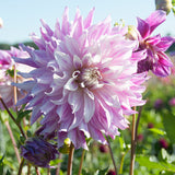 Dahlia - Bristol Stripe