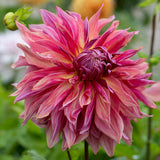 Dahlia - Penhill Dark Monarch