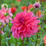 Dahlia - Penhill Dark Monarch