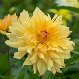 Dahlia - Big Brother