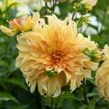 Dahlia - Big Brother