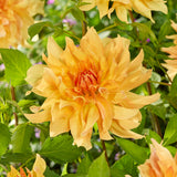 Dahlia - Big Brother