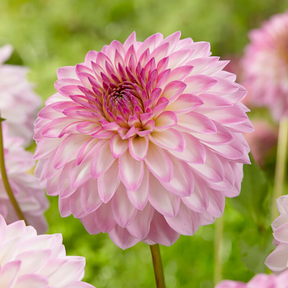 Dahlia - Seductive Arbawinnie Blend – Plantcetera