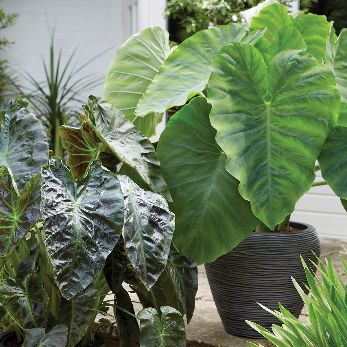 Elephant Ear Royal Hawaiian® Aloha Plantcetera