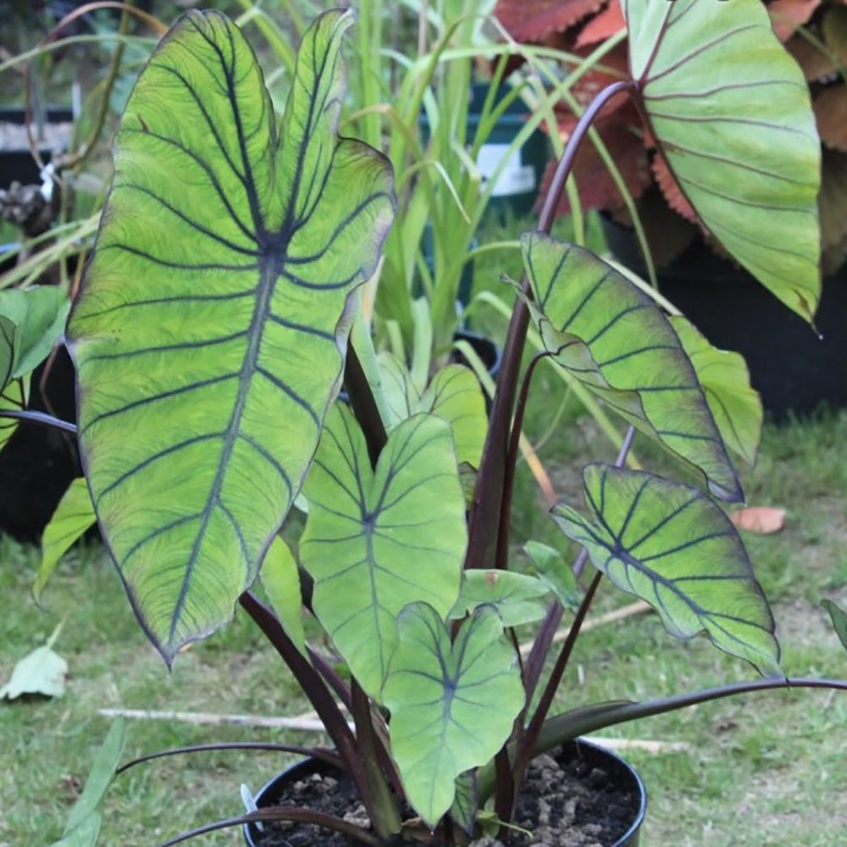 Elephant Ear