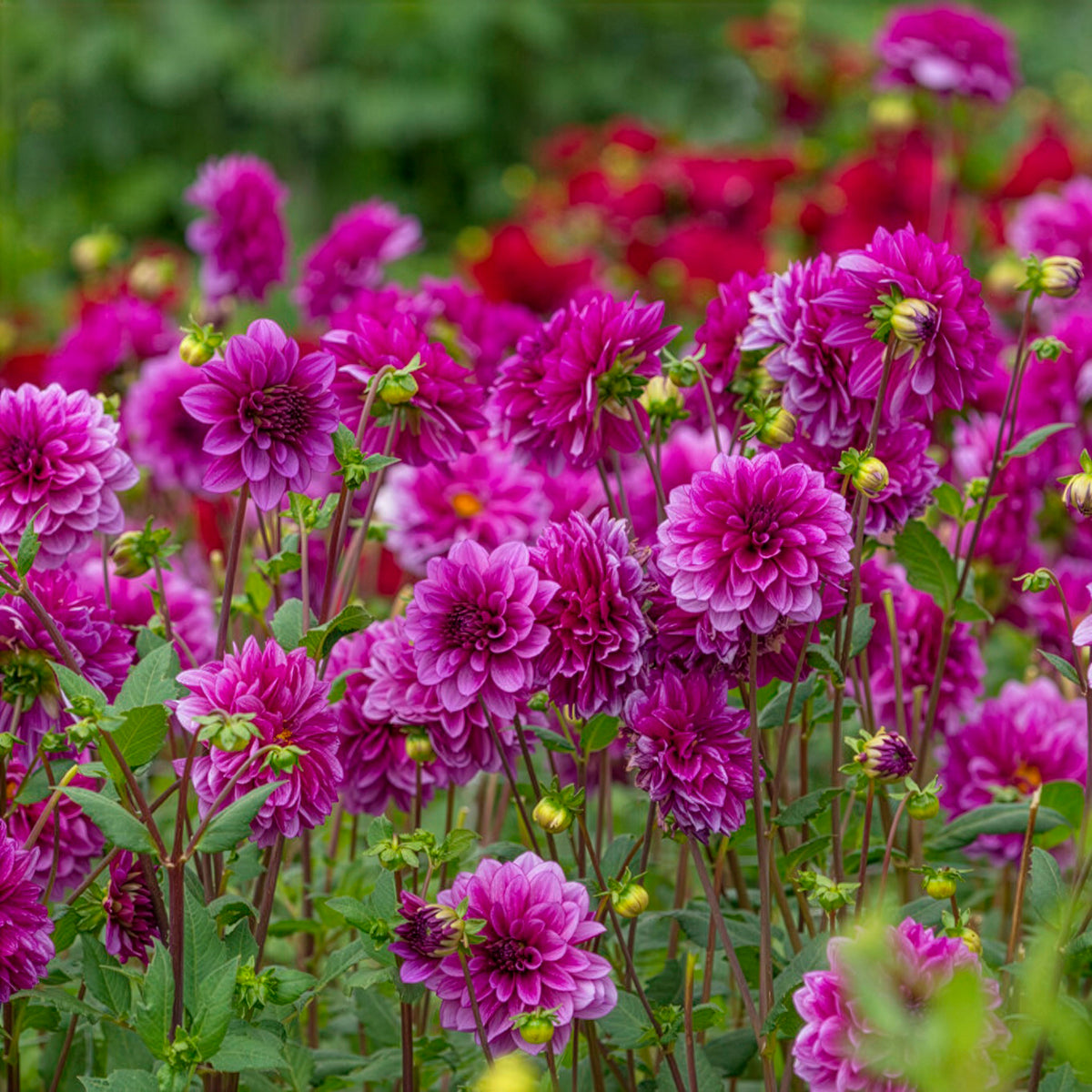 Dahlia - Blue Bell – Plantcetera