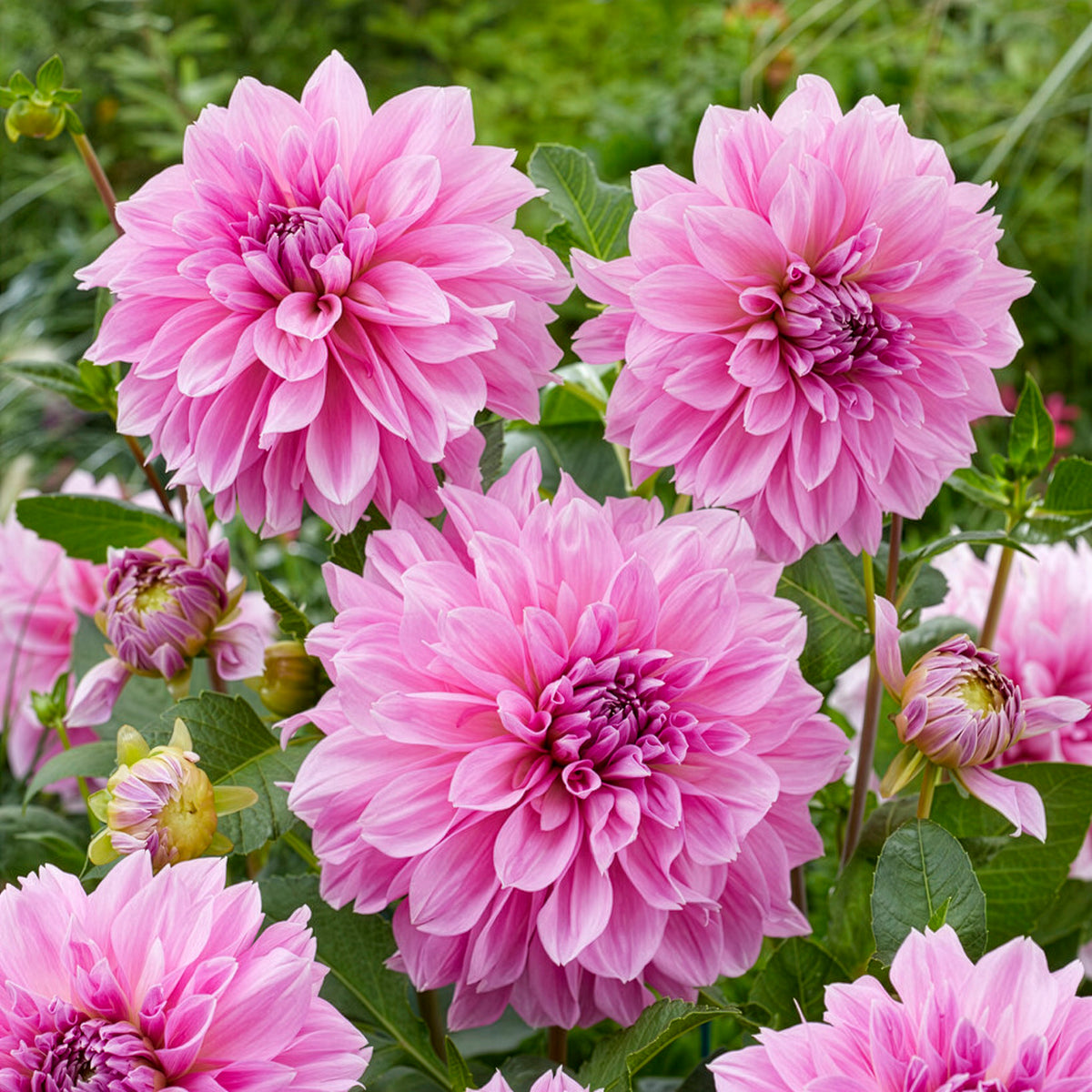 lavender dahlia flower Dahlia