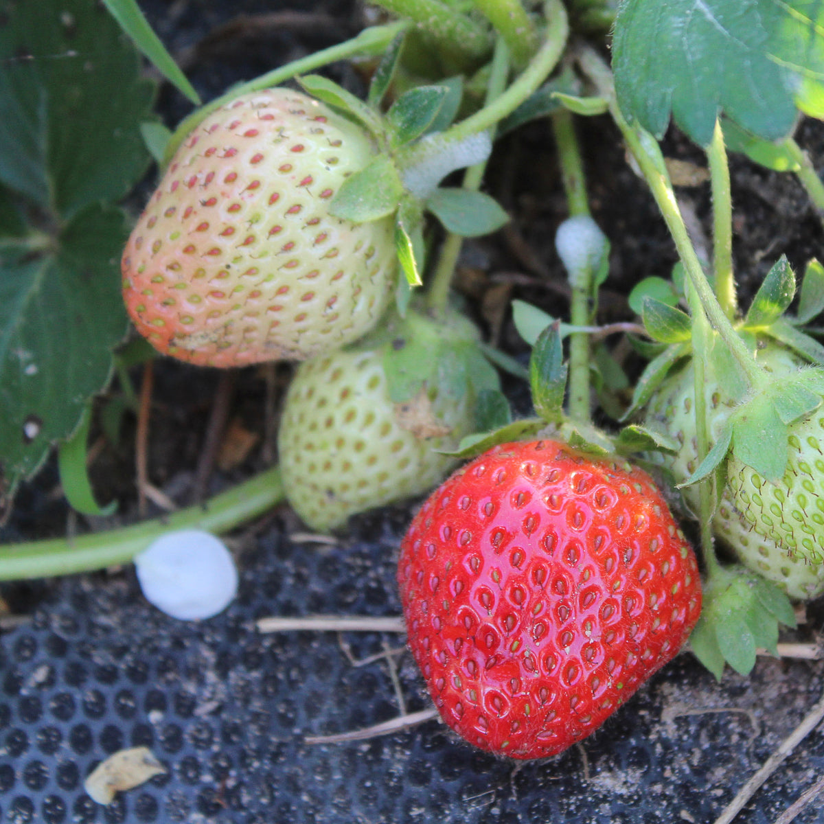 allstar strawberry seeds Strawberry - Allstar - June-Bearing