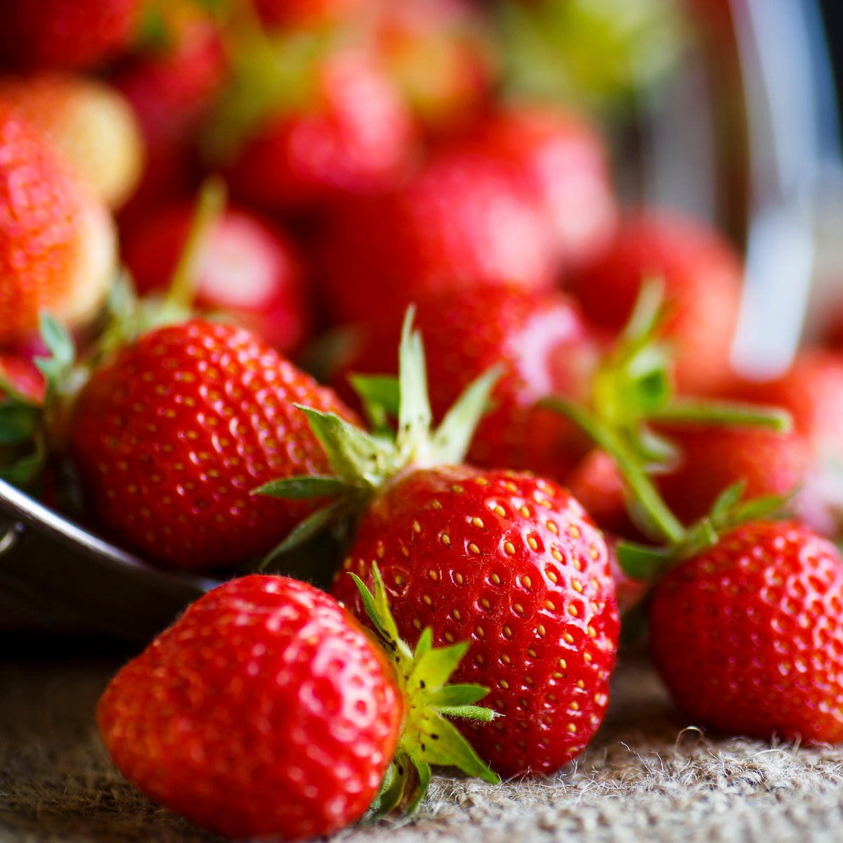 strawberry eclair seeds Strawberry - Éclair - June-Bearing