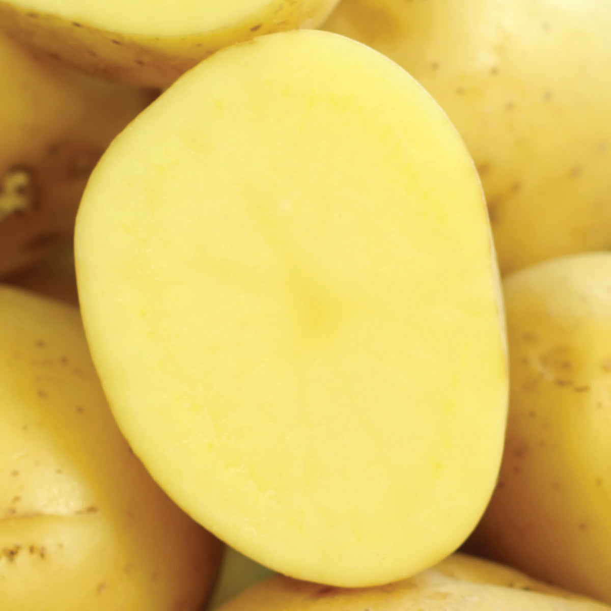 Potato - Yukon Gold - USDA Organic - GMO Free – Plantcetera