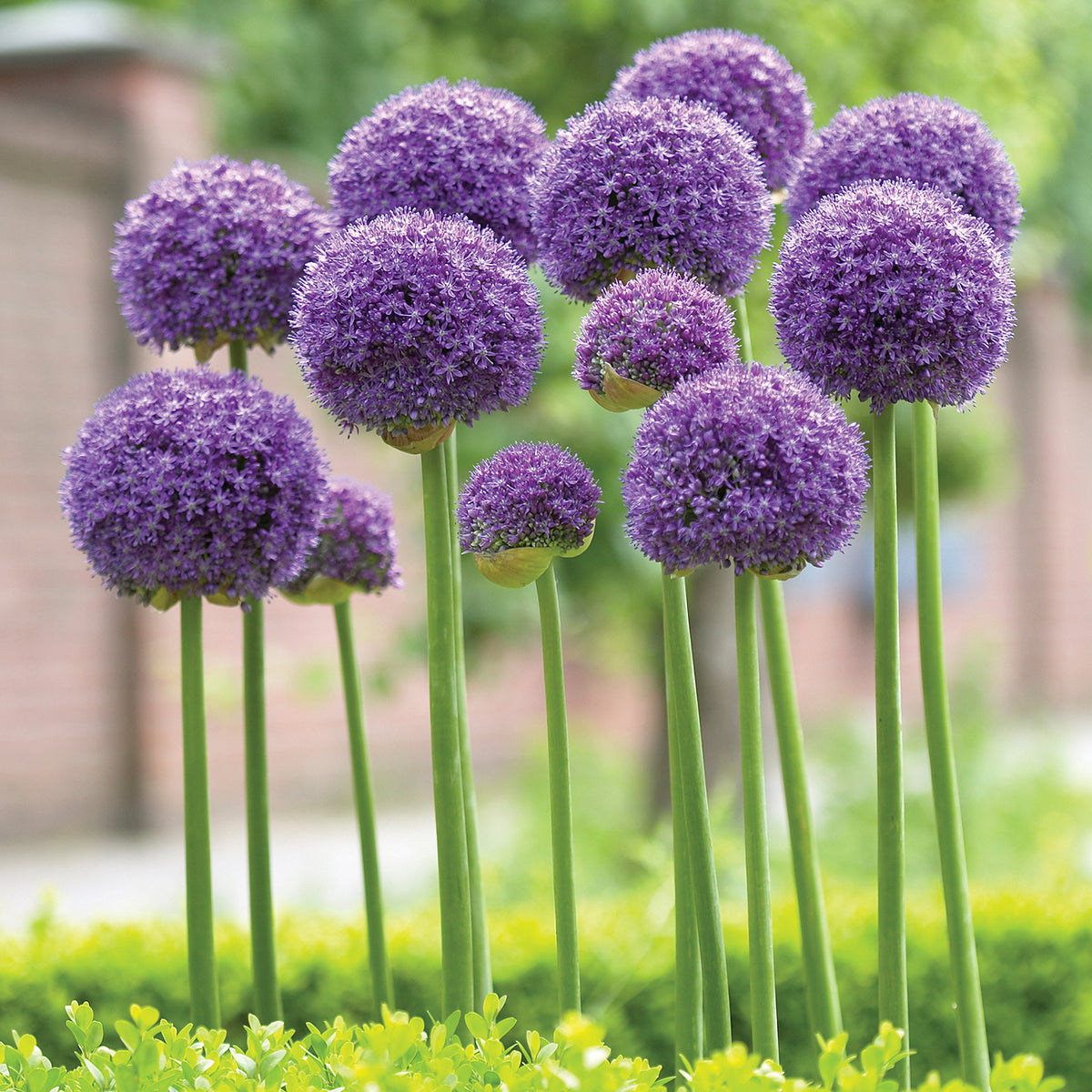 Allium - Giant Gladiator – Plantcetera