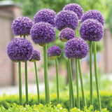 Allium - Giant Gladiator