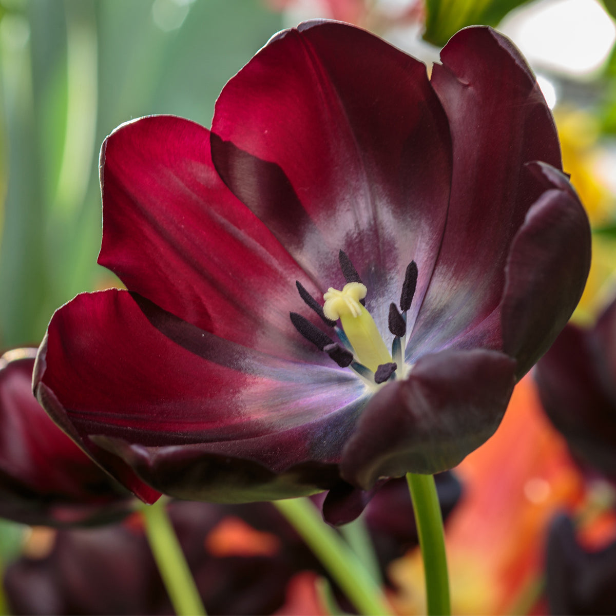 Tulip - Queen of Night – Plantcetera