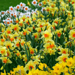 Daffodil - Trumpet and Cup Mix
