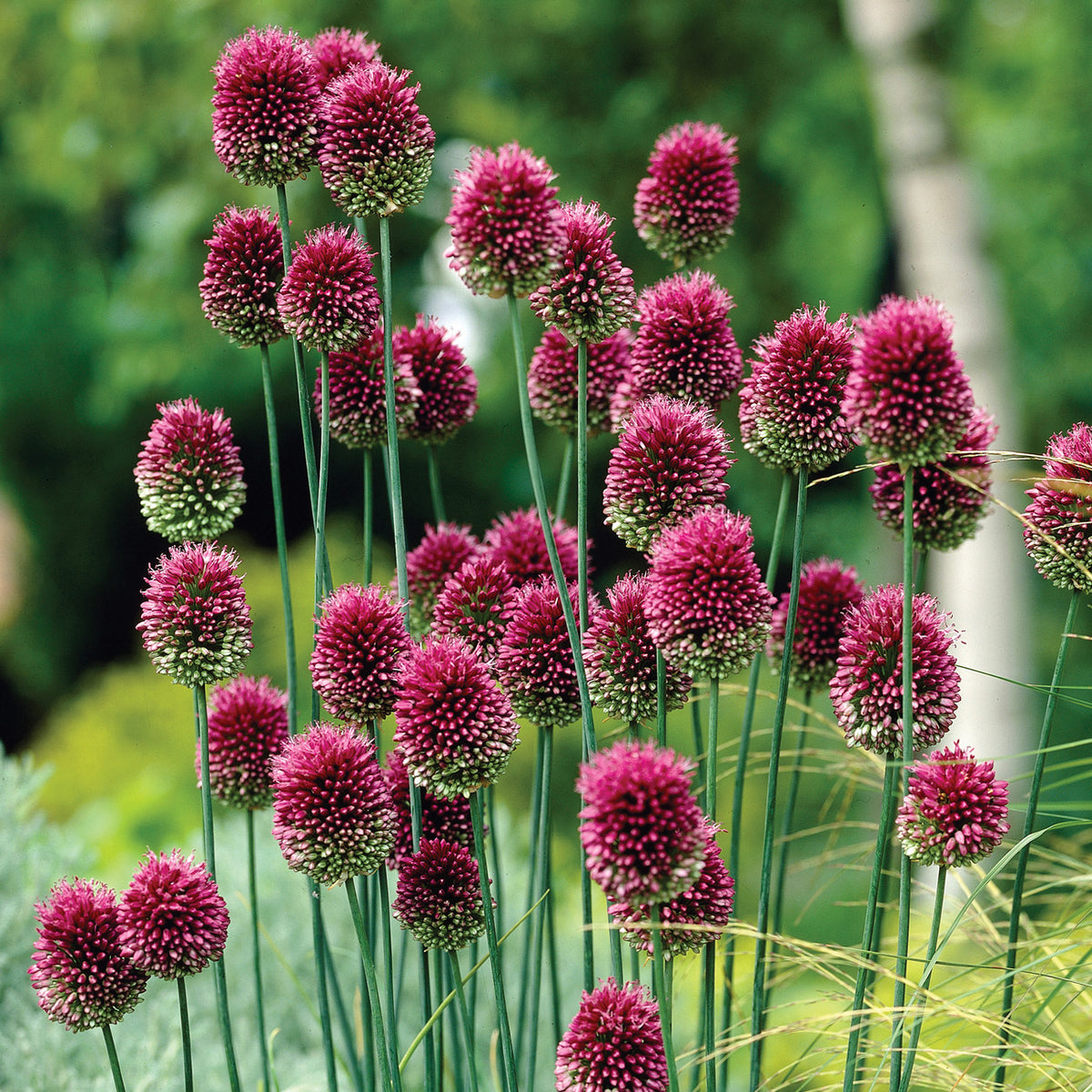 allium ☆ Buy Heavenly Hues Allium Mixture | Allium Bulbs | Breck's