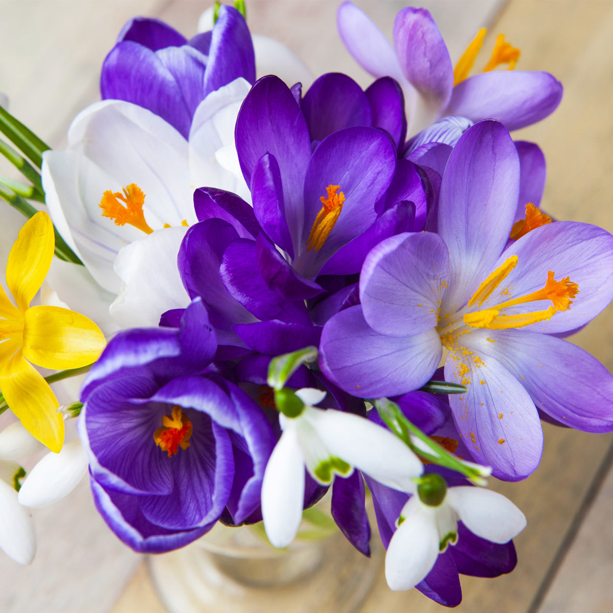 00030641607542_Crocus_Mix_ALT3