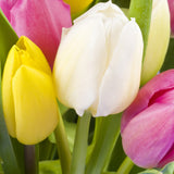Tulip - Easter Basket Mix