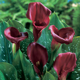 Calla Lily - Majestic Red