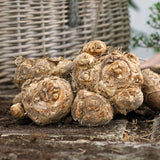 Calla Lily - Majestic Red