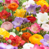 Freesia & Ranunculus - Grand Blend