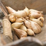 Freesia & Ranunculus - Grand Blend