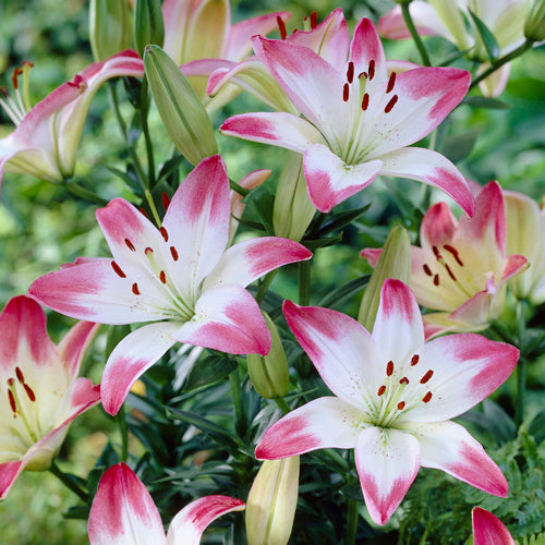 Lily - Asiatic Lollypop – Plantcetera