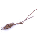 Grape - Thomcord Seedless - GMO Free