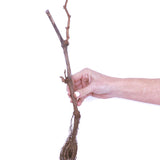 Grape - Thomcord Seedless - GMO Free