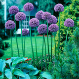 Allium - Giant Gladiator