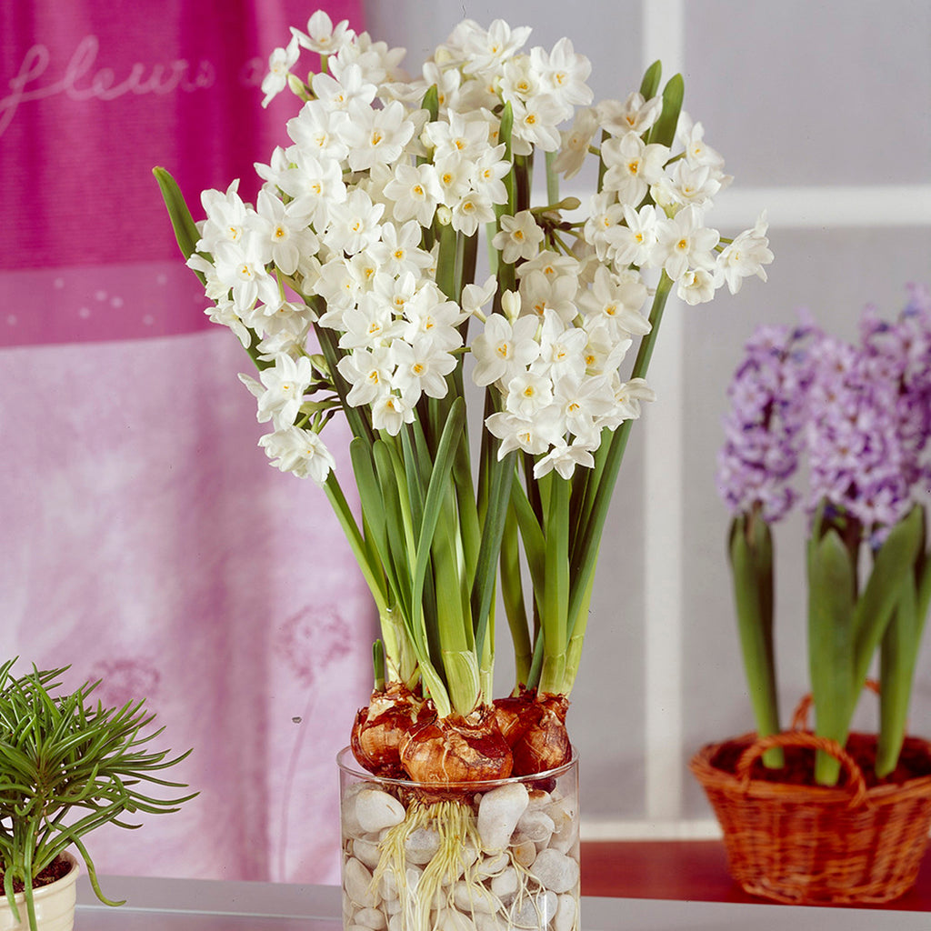 paper plant indoor Amaryllis & Paperwhite