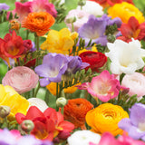 Freesia & Ranunculus - Grand Blend