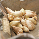 Freesia & Ranunculus - Grand Blend