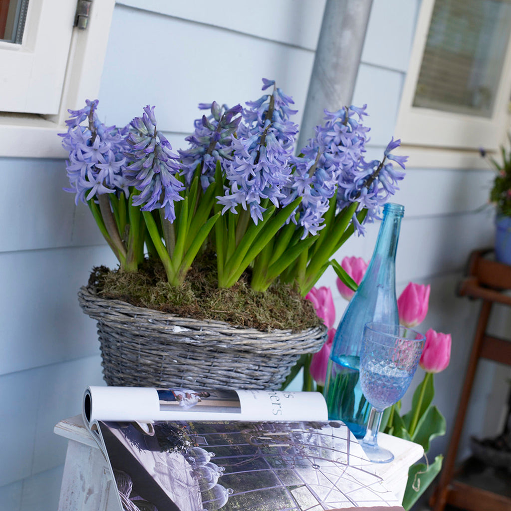 blue hyacinth house plant Hyacinth - Baby Blue