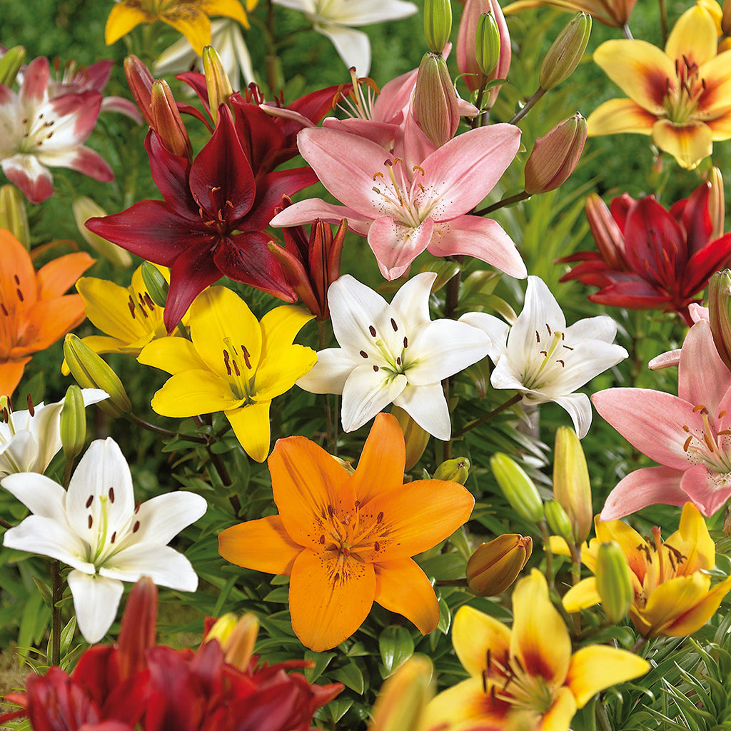 marietta asiatic lily Lily - Asiatic
