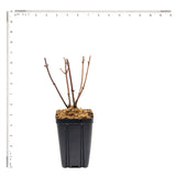 Hydrangea - Fire and Ice - 4" Potted Rocketliners®