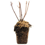 Hydrangea - Fire and Ice - 4" Potted Rocketliners®