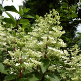 Hydrangea - Fire and Ice - 4" Potted Rocketliners®