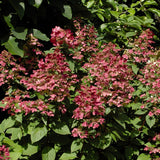 Hydrangea - Fire and Ice - 4" Potted Rocketliners®