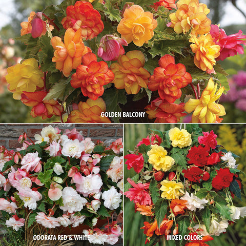 Begonia - Collection - 3 Varieties