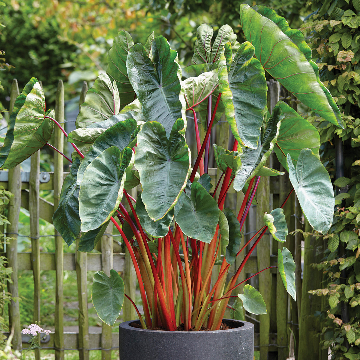 elephant ear plants hawaii Elephant Ear