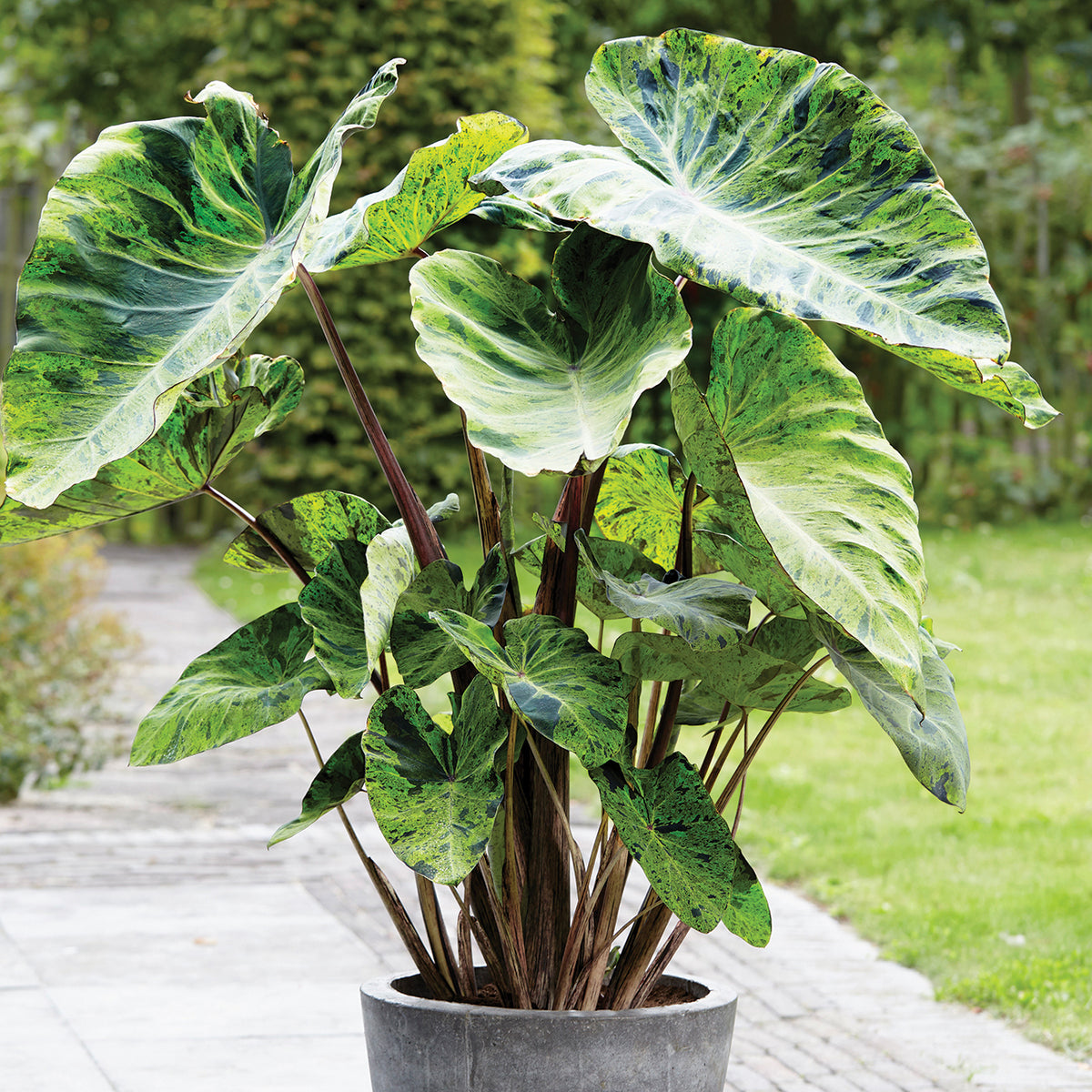 edible elephant ear plant Elephant Ear