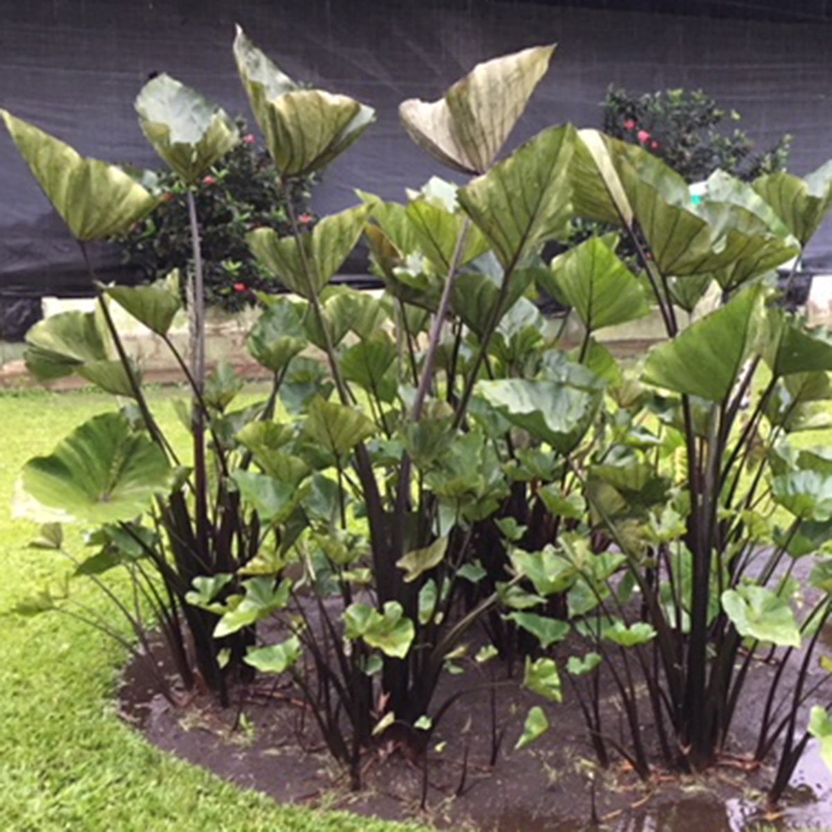 taro plant elephant ear Elephant Ear