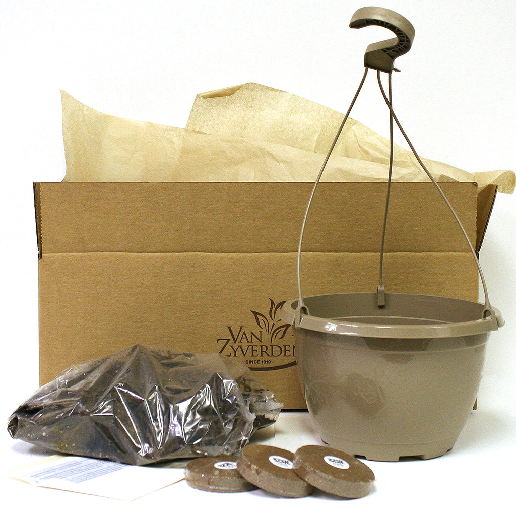 hanging clover plant Oxalis - Lucky Clover - Kit