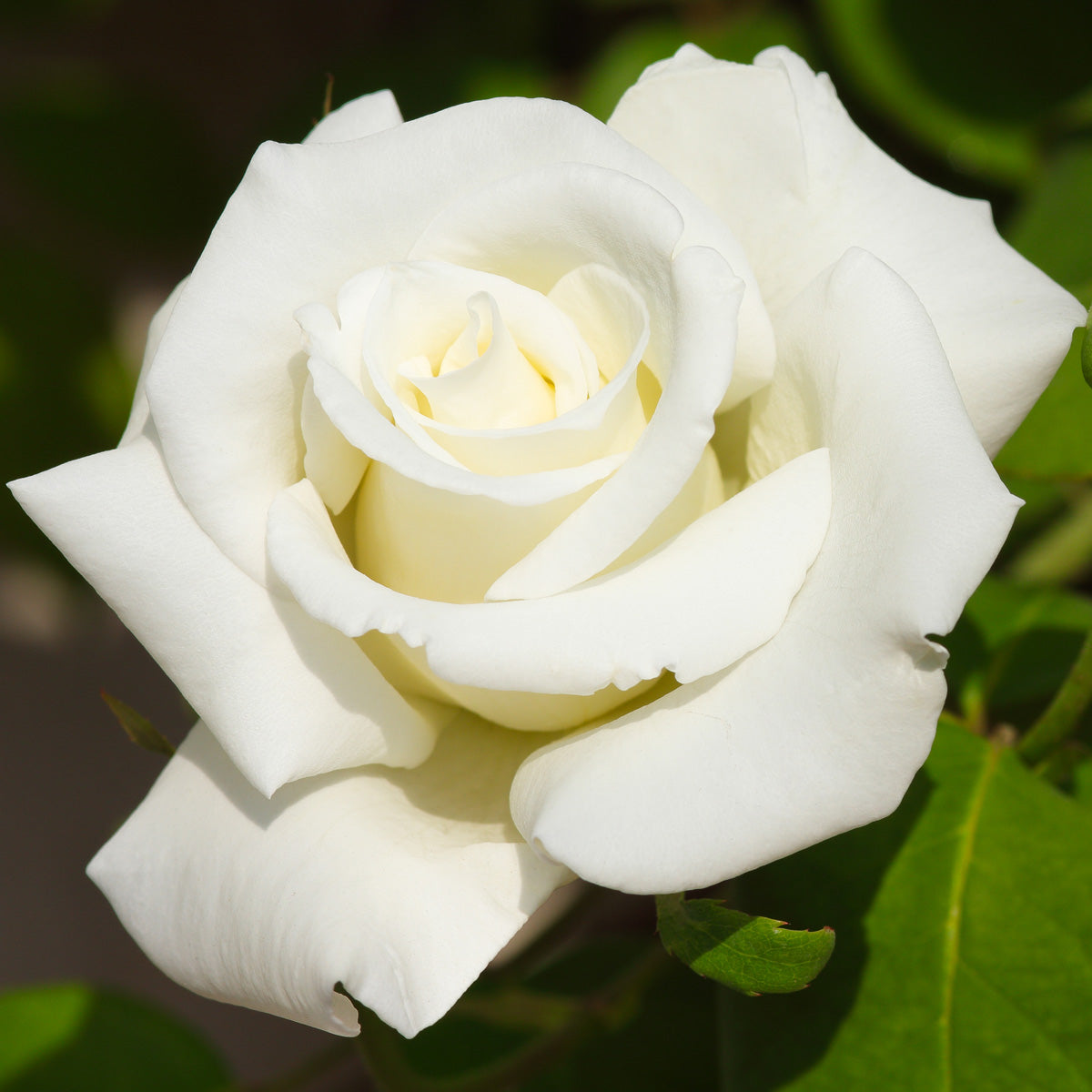 Rose - White Magic – Plantcetera