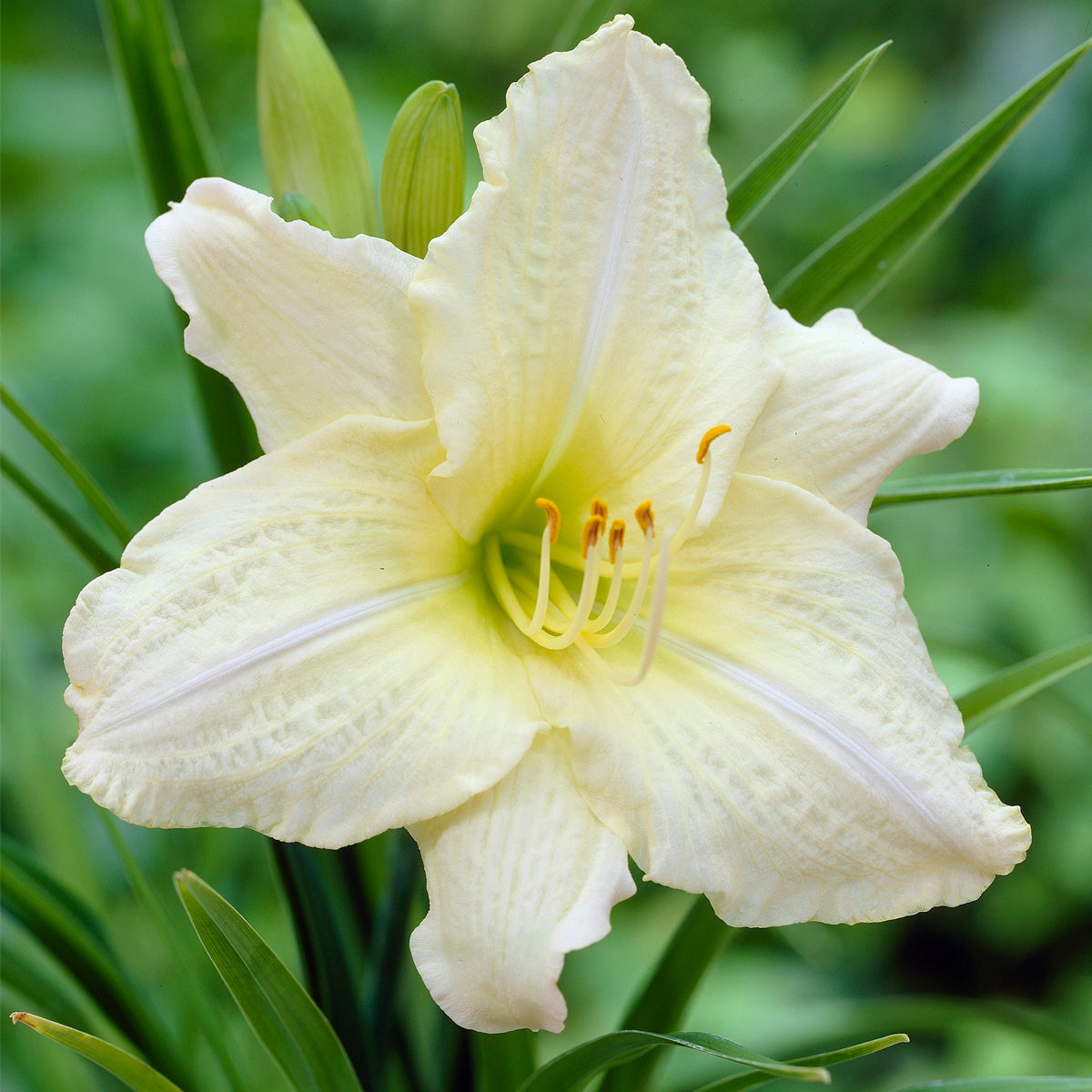 White daylily sales