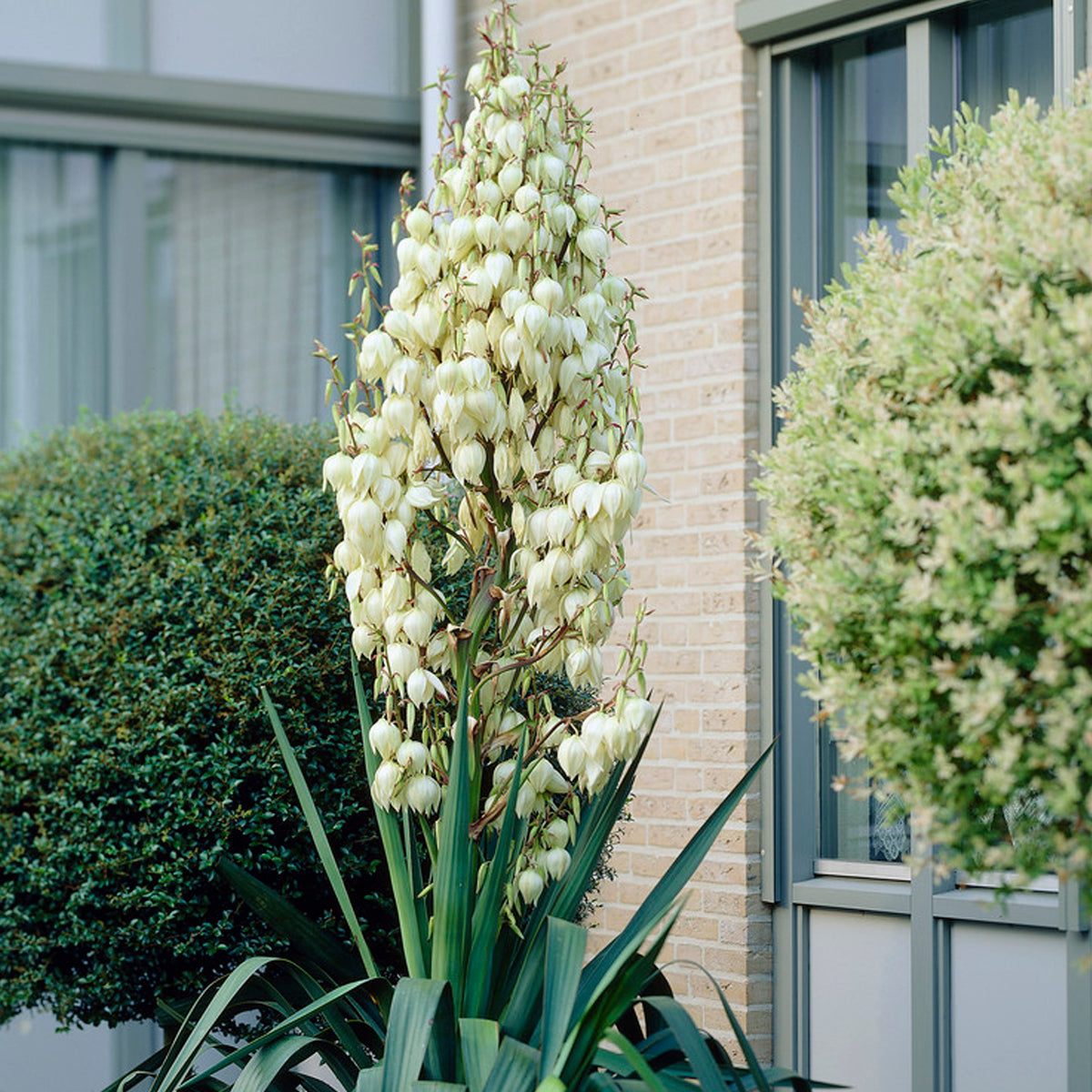 Le Yucca’s Le Yucca's [レ ユッカス] 2024SS NEW ARRIVAL