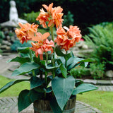 Canna - Tropical Sunrise